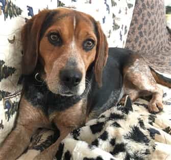 female-Beagle
